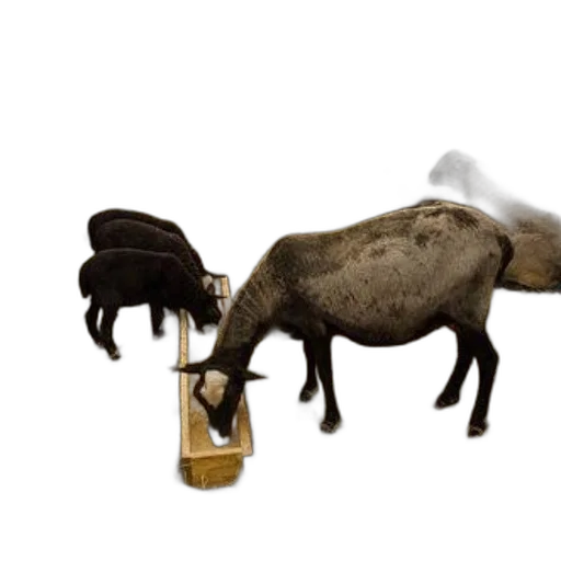 animal, furniture, weapon, staff, concept art, 3d render, photorealistic, forest transparent PNG cut-out