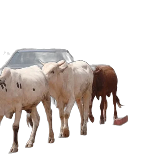 car, animal, food, 3d render, photorealistic, concept art, herd, cattle transparent PNG cut-out