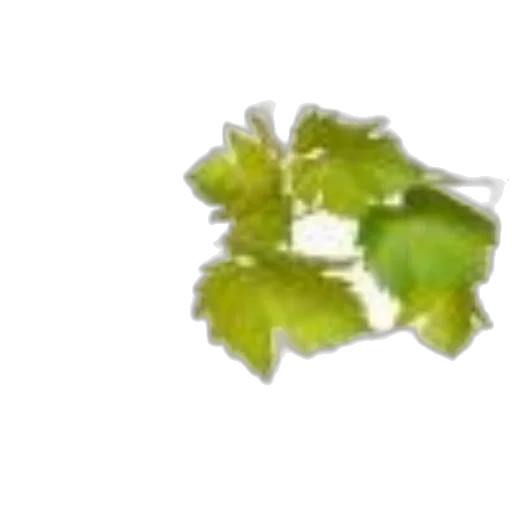 flower, crown, food, jewelry, 3d render, photorealistic, pixel art, concept art transparent PNG cut-out