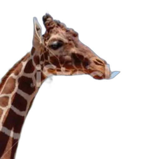animal, creature, staff, hat, 3d render, photorealistic, concept art, pixel art transparent PNG cut-out