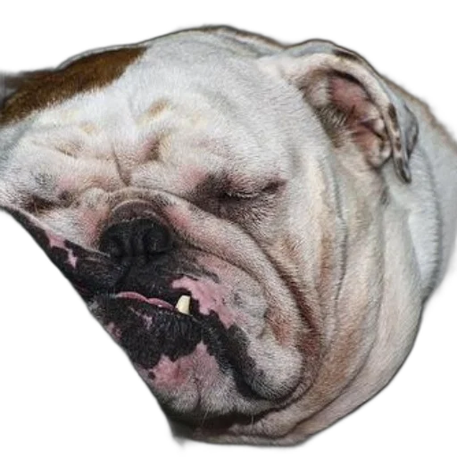 face, jewelry, animal, staff, photorealistic, 3d render, bulldog, mouth transparent PNG cut-out