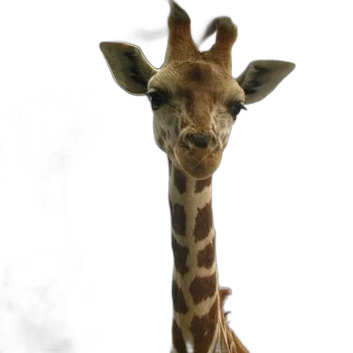 animal, staff, creature, face, photorealistic, 3d render, concept art, giraffe transparent PNG cut-out