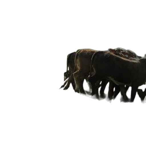 animal, creature, hair, crown, 3d render, concept art, photorealistic, border transparent PNG cut-out