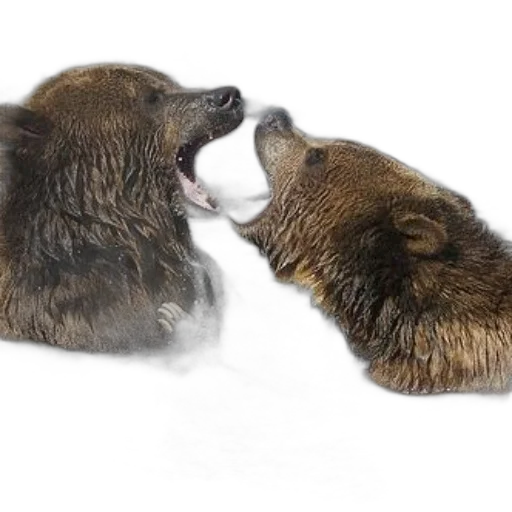 animal, food, photorealistic, snow, two, grizzly, bears, playfully transparent PNG cut-out