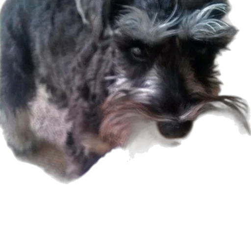 animal, creature, hair, face, photorealistic, 3d render, small, dog transparent PNG cut-out