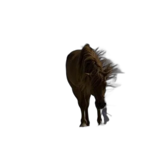 animal, hair, creature, dragon, photorealistic, concept art, 3d render, horse transparent PNG cut-out