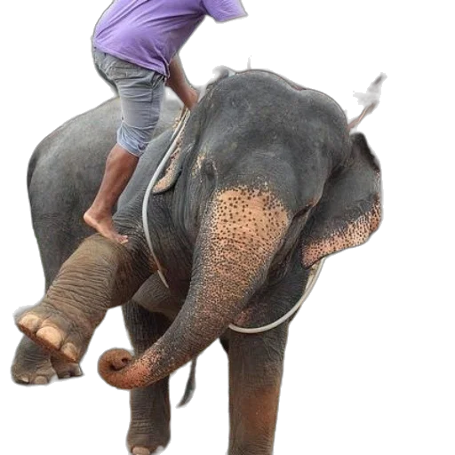 animal, creature, 3d render, photorealistic, concept art, person, rides, elephant transparent PNG cut-out
