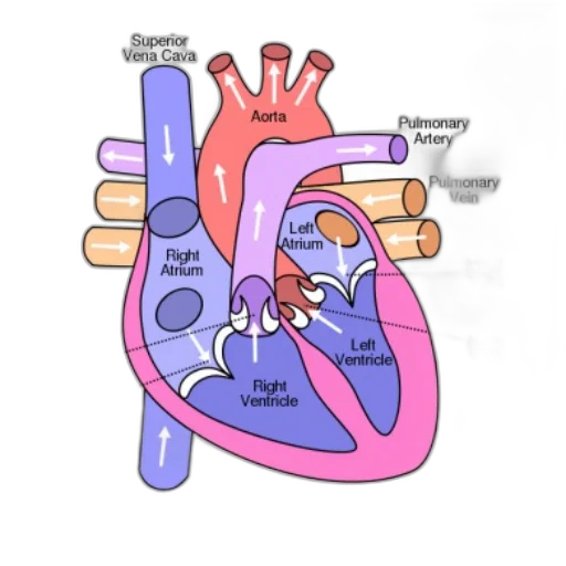 anatomical, diagram, human, heart, showing, major, blood, vessels transparent PNG cut-out