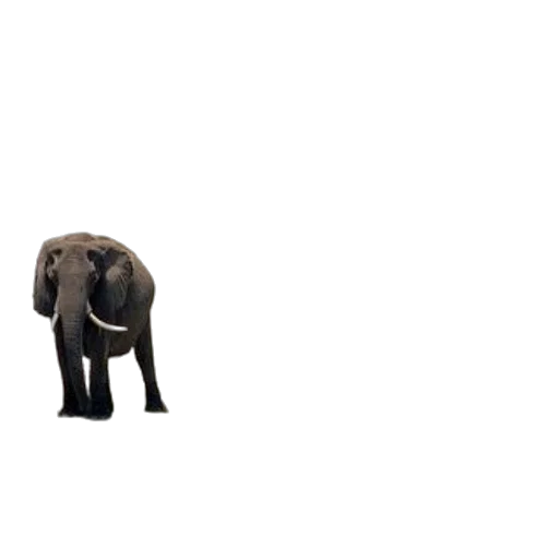 animal, creature, furniture, weapon, 3d render, concept art, pixel art, photorealistic transparent PNG cut-out