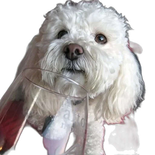 umbrella, animal, staff, bottle, photorealistic, concept art, 3d render, fluffy transparent PNG cut-out