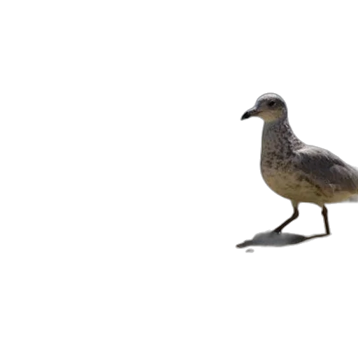 animal, creature, shoes, staff, 3d render, photorealistic, concept art, seagull transparent PNG cut-out
