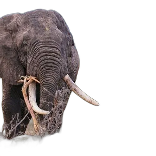 animal, creature, staff, majestic, elephant, large, tusks, stands transparent PNG cut-out