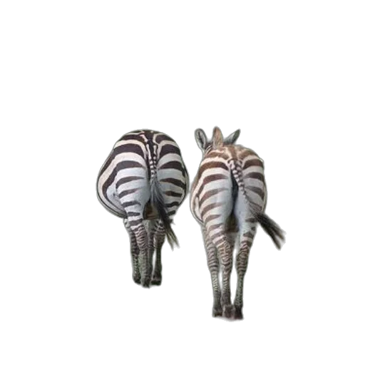 animal, creature, jewelry, furniture, 3d render, concept art, photorealistic, three transparent PNG cut-out