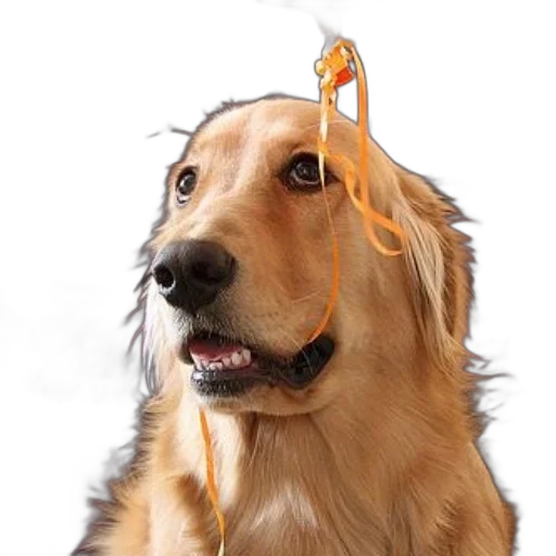hat, crown, staff, animal, photorealistic, 3d render, golden, retriever transparent PNG cut-out