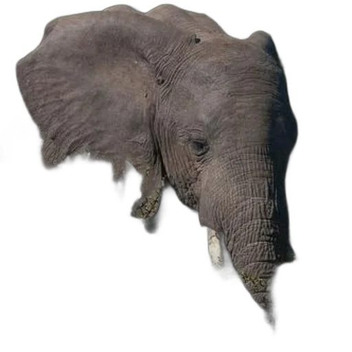 animal, creature, hat, face transparent PNG cut-out