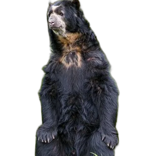 animal, staff, creature, jacket, 3d render, concept art, photorealistic, black transparent PNG cut-out
