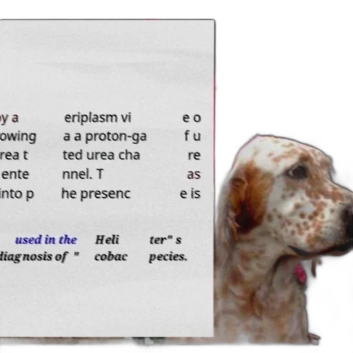 bottle, animal, dog, red, flower, background, caption, presence transparent PNG cut-out