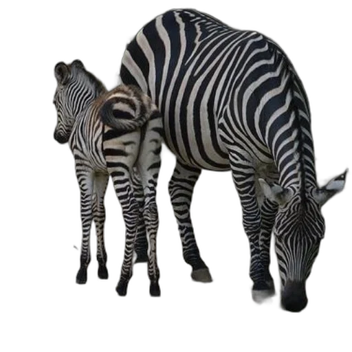 animal, creature, 3d render, photorealistic, concept art, monochrome, two, zebras transparent PNG cut-out