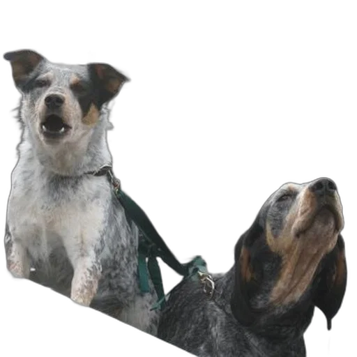 staff, animal, photorealistic, 3d render, two, dogs, sit, back transparent PNG cut-out