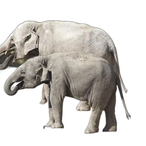 animal, creature, concept art, 3d render transparent PNG cut-out