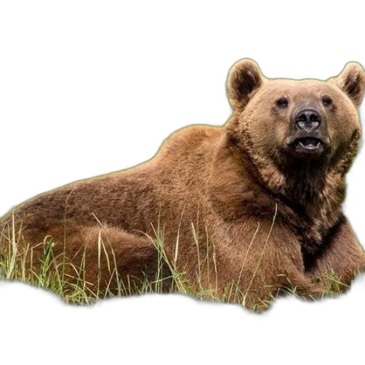 animal, creature, face, staff, photorealistic, 3d render, concept art, brown transparent PNG cut-out