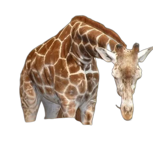 animal, creature, staff, weapon, 3d render, concept art, photorealistic, fantasy art transparent PNG cut-out