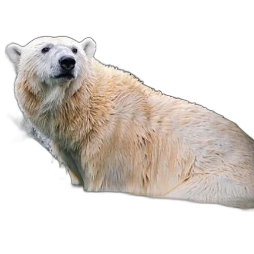 animal, creature, food, staff, photorealistic, 3d render, concept art, watercolor transparent PNG cut-out
