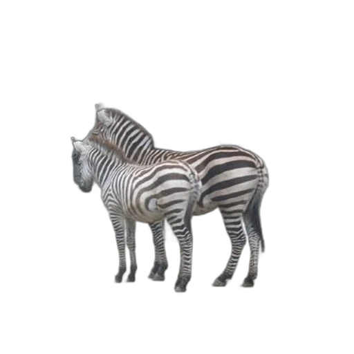 animal, creature, jewelry, furniture, 3d render, concept art, photorealistic, fantasy art transparent PNG cut-out