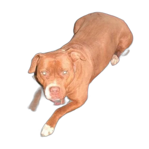 animal, staff, creature, face, photorealistic, 3d render, brown, dog transparent PNG cut-out