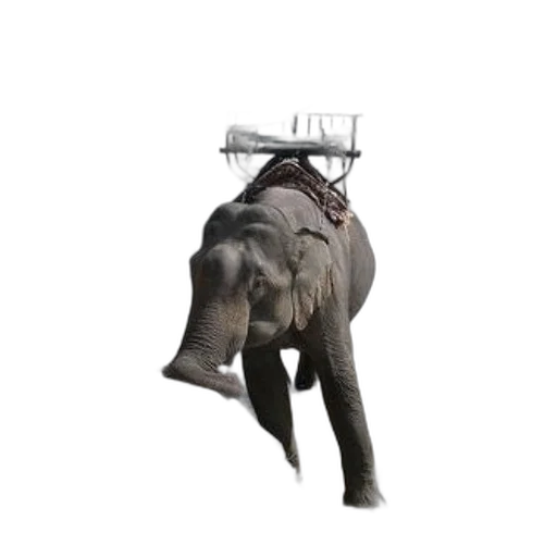 animal, staff, creature, robot, concept art, 3d render, photorealistic, elephant transparent PNG cut-out