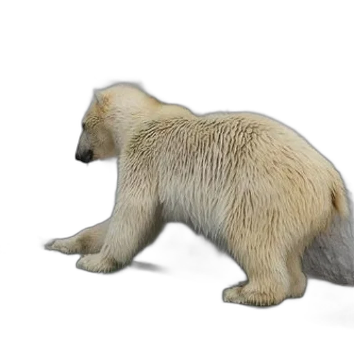 animal, creature, 3d render, concept art, photorealistic, polar, bear, stands transparent PNG cut-out