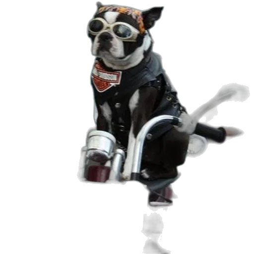staff, animal, jacket, robot, 3d render, concept art, photorealistic, cyberpunk transparent PNG cut-out