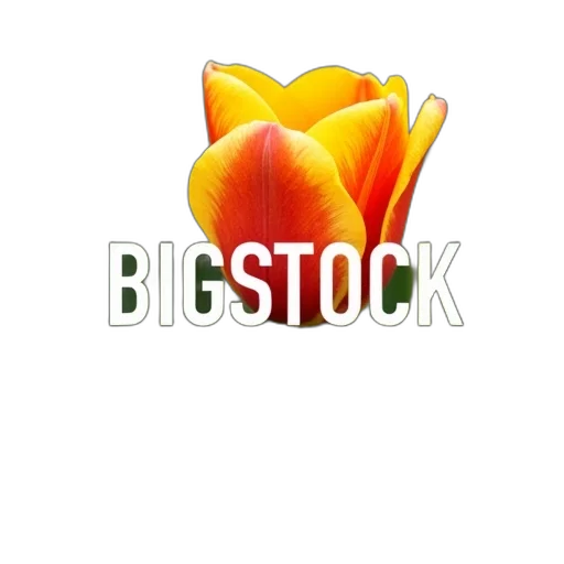 flower, photorealistic, close-up, single, tulip, large, prominent, yellow transparent PNG cut-out