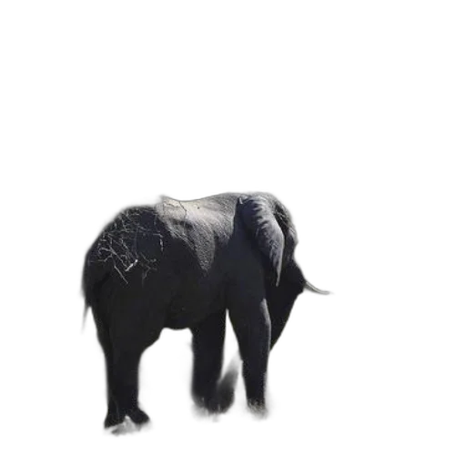 animal, creature, hat, staff, 3d render, photorealistic, concept art, pixel art transparent PNG cut-out