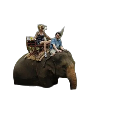 hat, animal, furniture, crown, 3d render, concept art, fantasy art, photorealistic transparent PNG cut-out