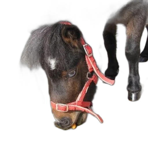 animal, staff, photorealistic, small, pony, red, harness, eats transparent PNG cut-out