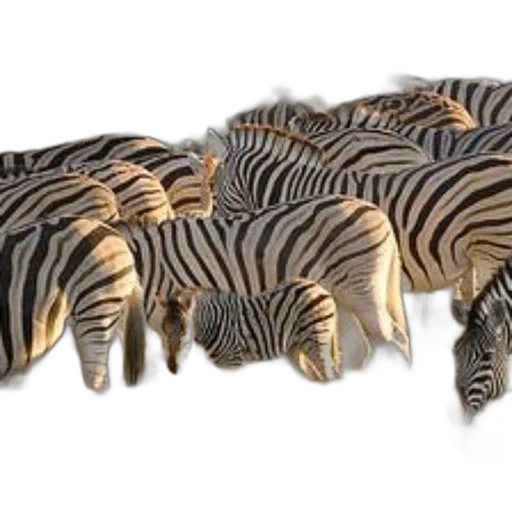 animal, jewelry, crown, hair, 3d render, photorealistic, concept art, earth tones transparent PNG cut-out