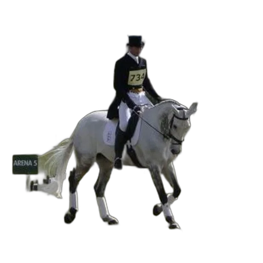 staff, rider, white, horse, arena, number, 734, their transparent PNG cut-out