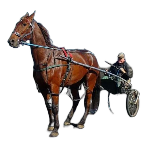 animal, weapon, staff, car, photorealistic, concept art, oil painting, pixel art transparent PNG cut-out