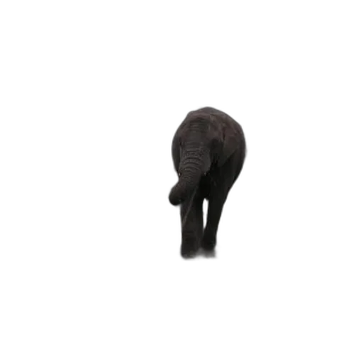 animal, hat, staff, hair, 3d render, photorealistic, dark, lone transparent PNG cut-out