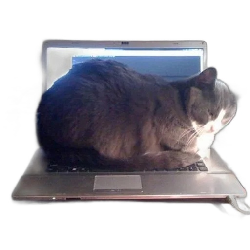 staff, animal, creature, grey, cat, sits, top, open transparent PNG cut-out