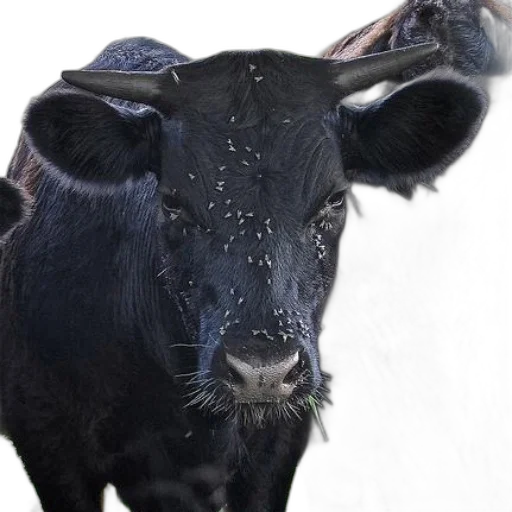 animal, mask, face, creature transparent PNG cut-out