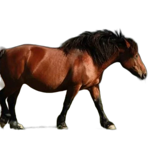 animal, creature, dragon, hair, photorealistic, 3d render, concept art, fantasy art transparent PNG cut-out