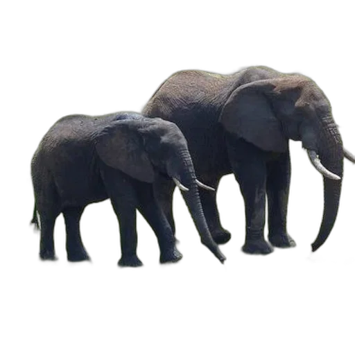animal, creature, weapon, staff, 3d render, concept art, photorealistic, two transparent PNG cut-out