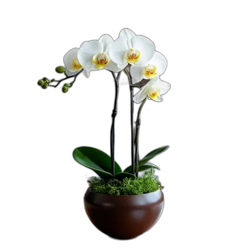 flower, crown, staff, jewelry, photorealistic, 3d render, white, orchid transparent PNG cut-out