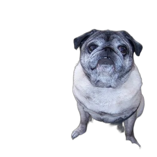 animal, creature, face, staff, photorealistic, pug, dog, sits transparent PNG cut-out