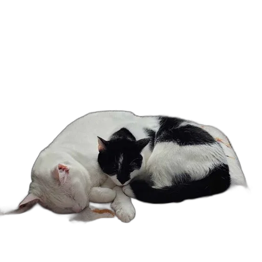 hat, animal, creature, photorealistic, 3d render, two, cats, rest transparent PNG cut-out