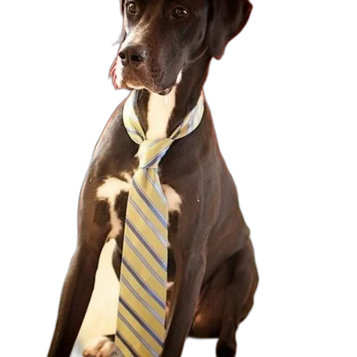 staff, animal, jewelry, photorealistic transparent PNG cut-out
