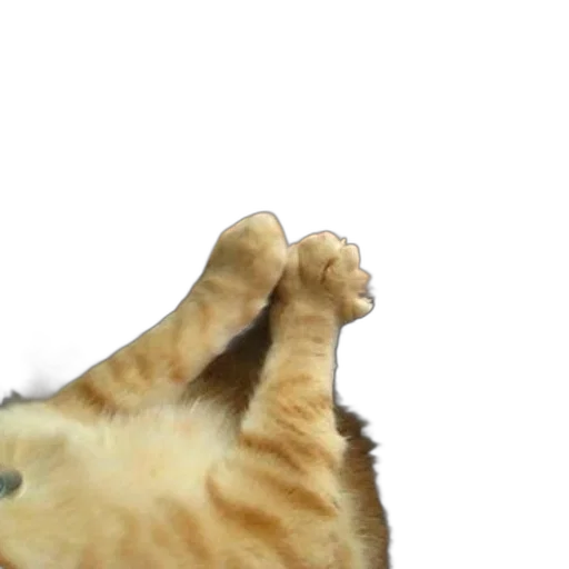 animal, creature, staff, hat, photorealistic, 3d render, concept art, cat transparent PNG cut-out