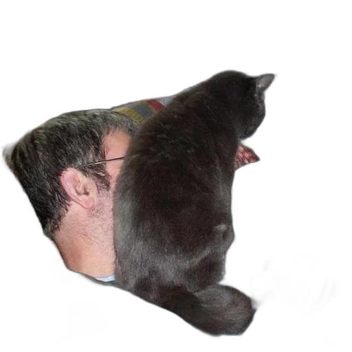 animal, creature, staff, hair, photorealistic, man, sits, chair transparent PNG cut-out